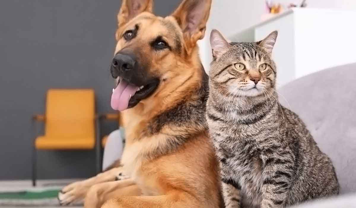 引领数字变革的免费ddos平台攻击